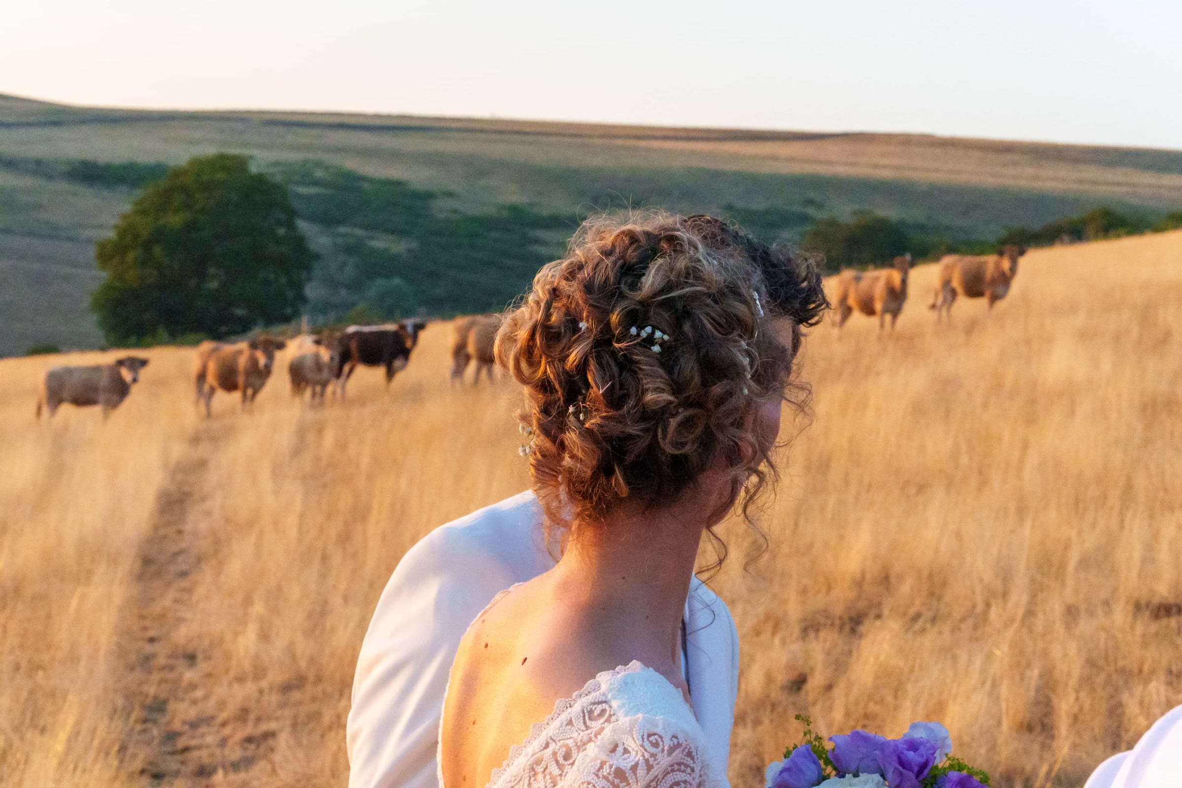 Les mariés dans un pâturage sous le regard des vaches